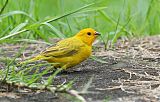 Saffron Finch